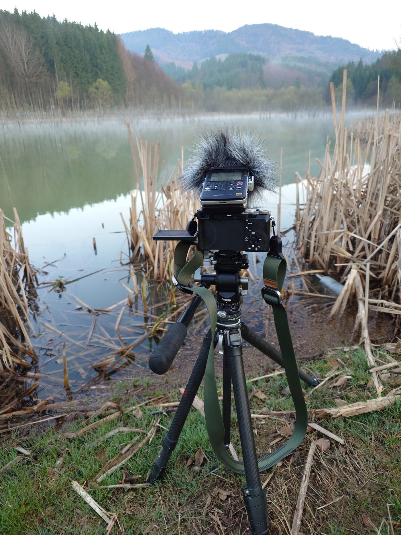 A PCM-D100 field recorder on a tripod beside a misty reed pond