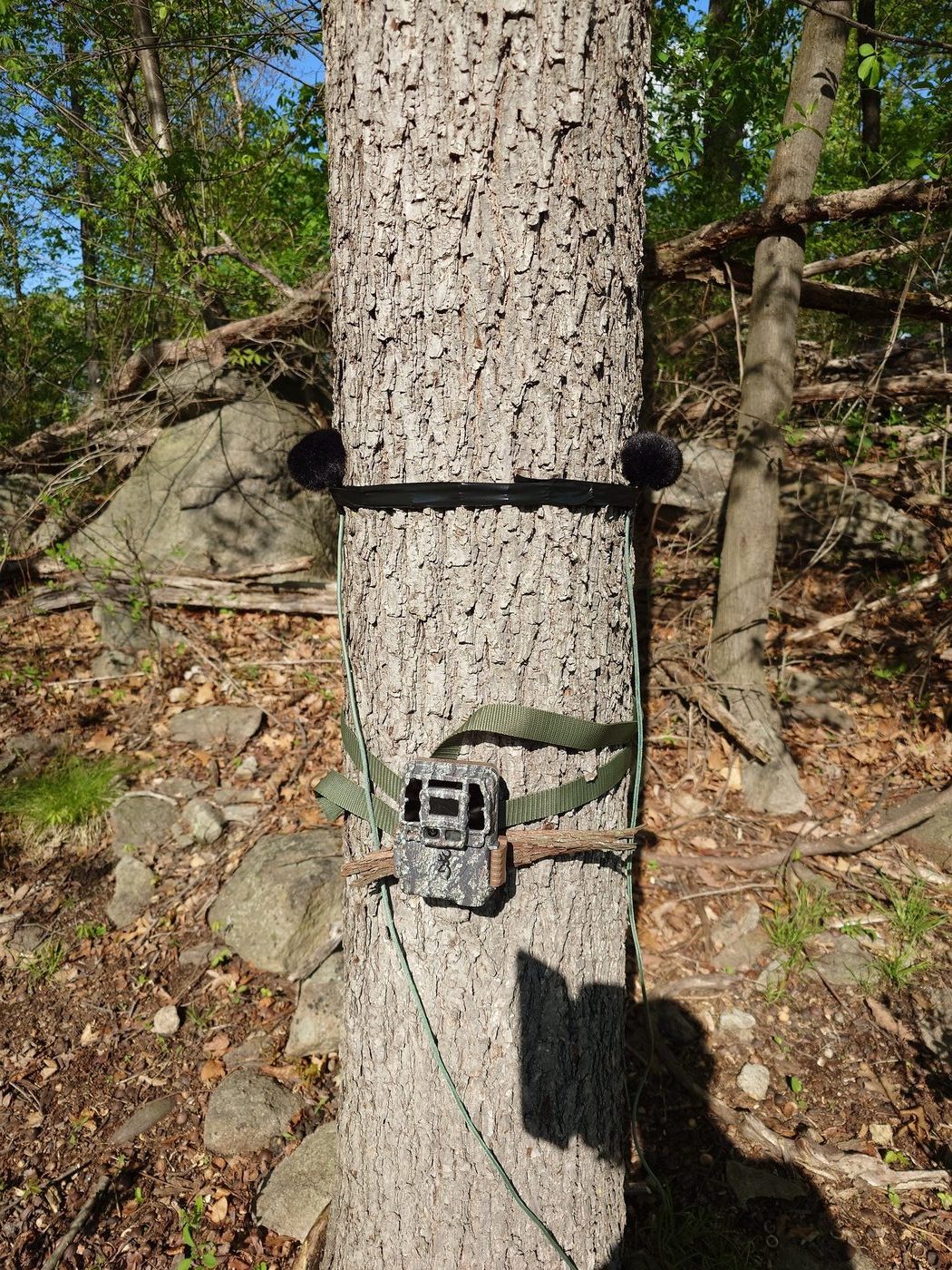 A field microphone secured to a tree for a drop-rig recording